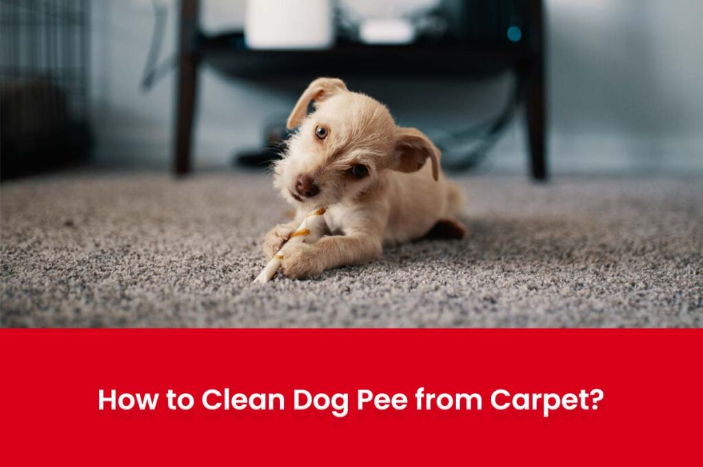 how-to-clean-dog-pee-from-carpet-carpet-tech